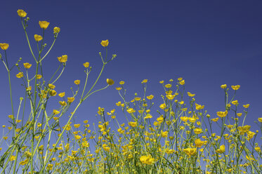 Buttercup flowers (Ranunculus acris) against blue sky, close-up - RUEF00014