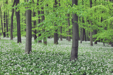 Wild Garlic (Allium ursinum) in Beech Wood - RUEF00012