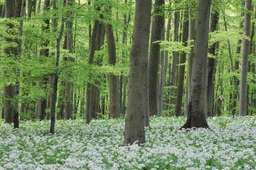 Wild Garlic (Allium ursinum) in Beech Wood - RUEF00011