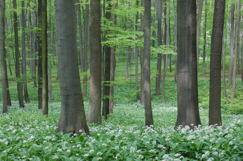 Bärlauch (Allium ursinum) im Buchenwald - RUEF00010