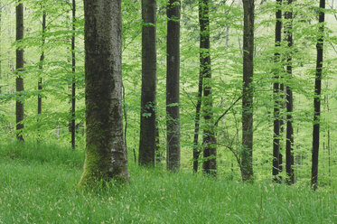 Deutschland, Bayern, Wald im Frühling - RUEF00008