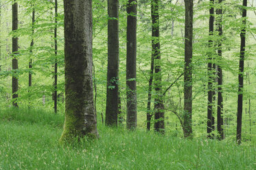 Germany, Bavaria, Forest in spring - RUEF00008