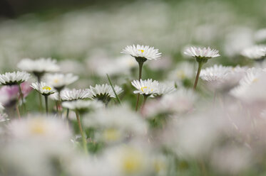 Daisies blooming (Bellis perennis) in meadow - RUEF00005