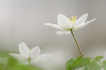 Wood Anemone flowers (Anemone nemorosa), close-up - RUEF00003