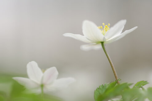 Blüten des Buschwindröschens (Anemone nemorosa), Nahaufnahme - RUEF00003