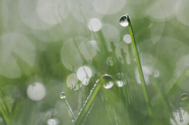 Grass with dew drops, light reflection, Close-up - RUEF00002