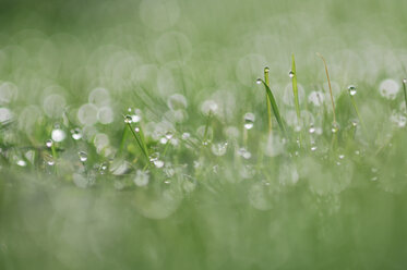 Gras mit Tautropfen, Lichtreflexion, Nahaufnahme - RUEF00001