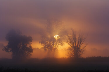 Germany, Altmühlsee, Sunlight through mist and trees - RUE00097