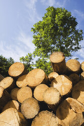 Stack of logs - WWF00441