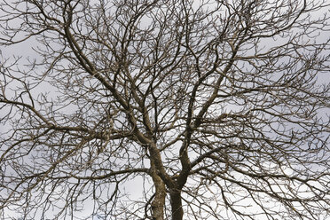 Obstbaum im Herbst, tiefer Blickwinkel - WWF00478