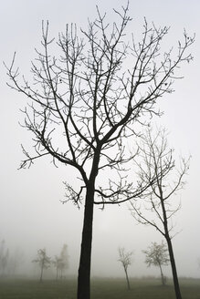 Obstbäume mit Nebel - WWF00477
