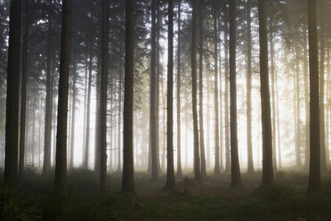 Nebliger Wald im Herbst - WWF00475