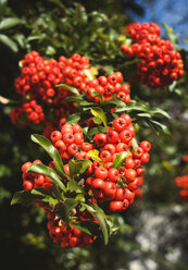 Rowan berries (Sorbus aucuparia), close up - WWF00474