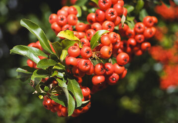 Beeren der Vogelbeere (Sorbus aucuparia), Nahaufnahme - WWF00473