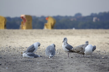 Deutschland, Ostsee, Möwen am Strand, Strandkörbe im Hintergrund - TLF00269