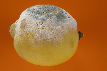 Moldy Lemon, close-up - THF01012