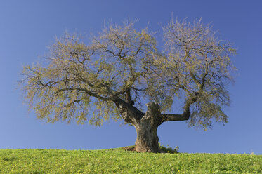 Spain, Andalucia, Single Ilex tree (Quercus ilex) - RUEF00156