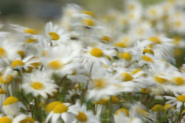 Chamomiles (Matricaria chamomilla, Matricaria recultita) abloom, close up - RUEF00155