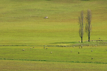 Spain, Andalucia, Flock of sheep in pasture - RUEF00154