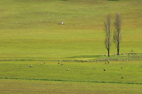 Spain, Andalucia, Flock of sheep in pasture - RUEF00154