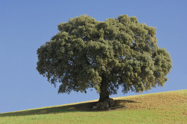 Spain, Andalucia, Single Ilex tree (Quercus ilex) - RUEF00153