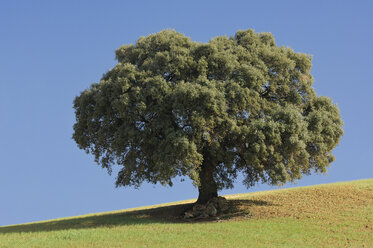 Spanien, Andalusien, Einzelner Ilex-Baum (Quercus ilex) - RUEF00153