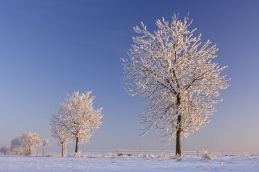 Deutschland, Bayern, Schneebedeckte Bäume - RUEF00140