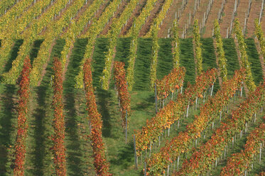 Deutschland, Baden-Württemberg, Weinberge - RUEF00133