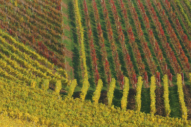 Germany, Baden-Württemberg, Middle Franconia, Vineyard, autumn colors - RUEF00130