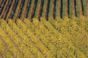 Deutschland, Baden-Württemberg, Weinberge - RUEF00128