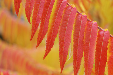 Deutschland, Bayern, Staghornsumach (Rhus typhina), Herbstblätter, Nahaufnahme - RUEF00127