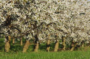 Deutschland, Baden-Württemberg, Kirschblüte - RUEF00115