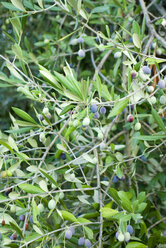 Greece, Ithaca, Black olives and foliage on olive tree, close-up - MUF00794
