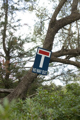 Griechenland, Ithaka, Totes Ende am Baum - MU00813