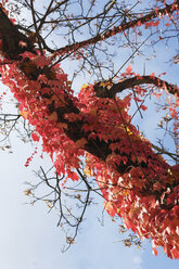 Mit Virginia Creeper (Parthenocissus tricus) bewachsener Baum, Tiefblick - MBF00918