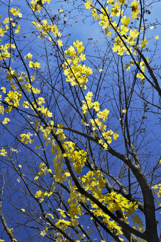 Deutschland, Ahornbaum (Acer), Herbstlaub, flacher Blickwinkel, lizenzfreies Stockfoto