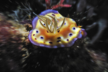 Indonesia, Komodo, Leopard Chromodoris (Chromodoris leopardus), close up - MBF00904