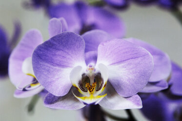 Indonesien, Bali, Vanda-Orchidee, Nahaufnahme - MBF00903
