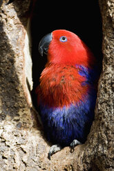 Female Eclectus parrot (Eclectus roratus), close-up - FOF01367