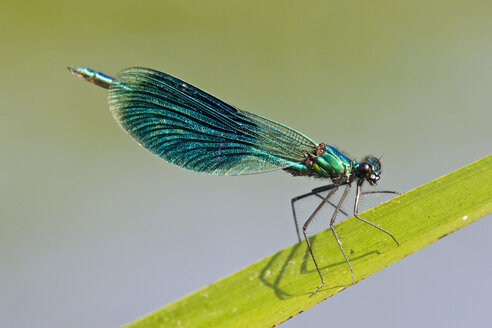 Libelle (Calopteryx splendens), auf Blatt, Nahaufnahme - FOF01366