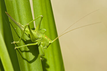 Große Grüne Strauchschrecke (Tettigonia viridissima) auf Blatt, Nahaufnahme - FOF01365