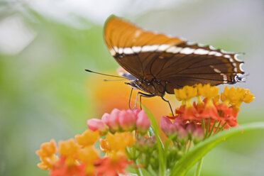 Schmetterling (Spiroeta epaphus) auf einer Blüte sitzend - FOF01363