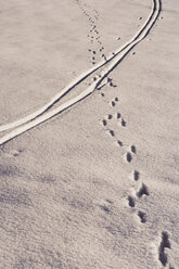 Österreich, Salzkammergut, Spuren im Schnee - WWF00707