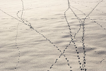 Austria, Salzkammergut, Tracks in the snow - WWF00706