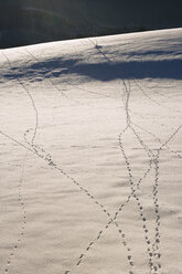 Austria, Salzkammergut, Tracks in the snow - WWF00705
