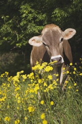 Österreich, Salzkammergut, Kuh auf der Weide - WWF00681