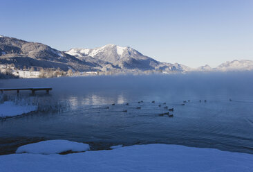 Austria, Lake Wolfgangsee, Bald coots (Fulica atra), Zwoelferhorn in winter - WWF00669