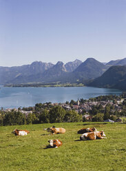 Austria, Lake Wolfgangsee, St. Gilgen, cattle herd in foreground - WWF00666