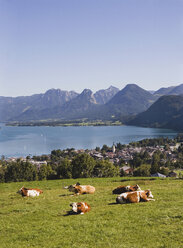 Österreich, Wolfgangsee, St. Gilgen, Rinderherde im Vordergrund - WWF00666