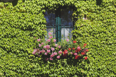 Austria, Facade with window, ivy and flower - WWF00609